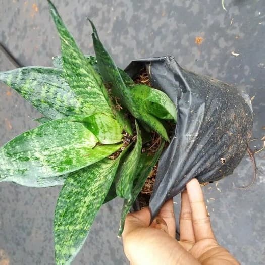 Sansevieria mini , sansivera  , tapis kodok hijau , tanaman hias sansivera ( Tanaman hias hidup indo