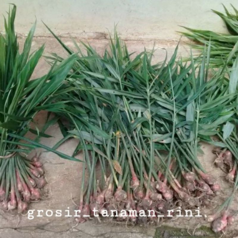bibit jahe merah super siap tanam