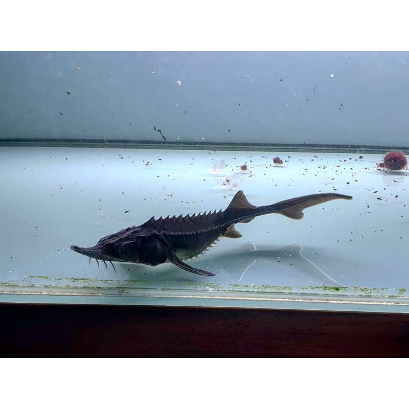 acipenser sturgeon