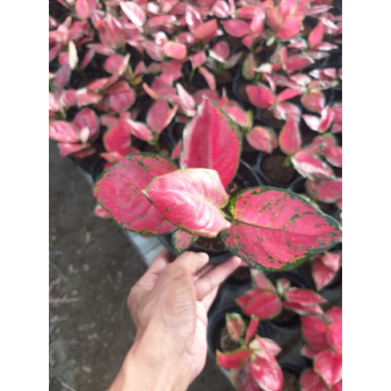 

Redanja