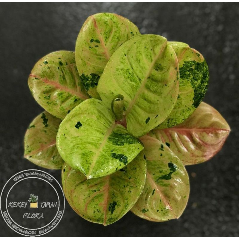 Tanaman Hias Aglonema Emerald - Aglonema Emerald -Bunga Aglonema