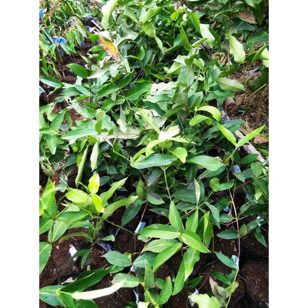 Pling Dicari# Bibit Tanaman Jambu Bol Putih Langka Berkualitas Dan Bersertifikat