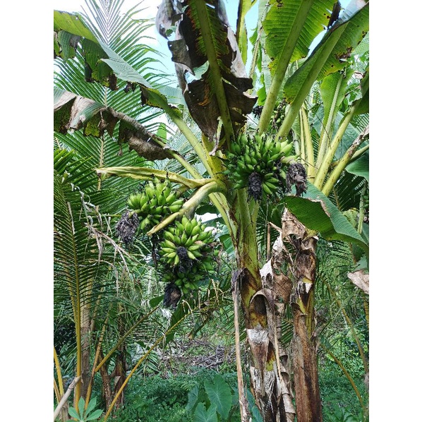 pisang bertandan banyAk 2 - 6 tandan dlm 1 pohon