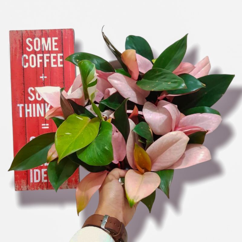 Tanaman Hias Philo Pink / Philodendron Congo Pink princess