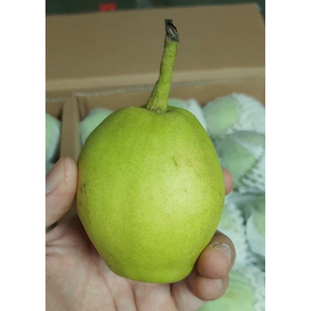 

Pear Xiang Lie per Dus (per pack 6 kg)