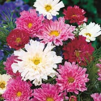 Benih Bibit Biji - Bunga Cosmos Double Click Mixed Flower Seeds - IMPORT