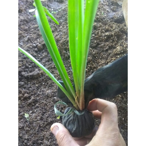 Bibit sedap malam Bunga sedap malam pohon sedap malam umbi sedap