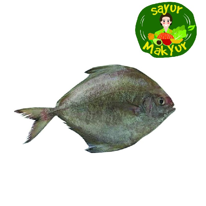 

Ikan Bawal Hitam 1 kilogram | Sayur Mak Yur Medan | sayurmakyur