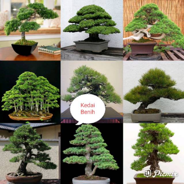 Kedai Benih Bibit Tanaman Pinus Putih ~ 1Biji