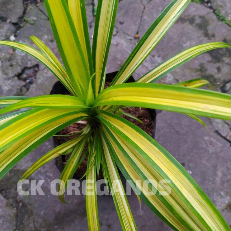 Tanaman hias Pandan Variegata