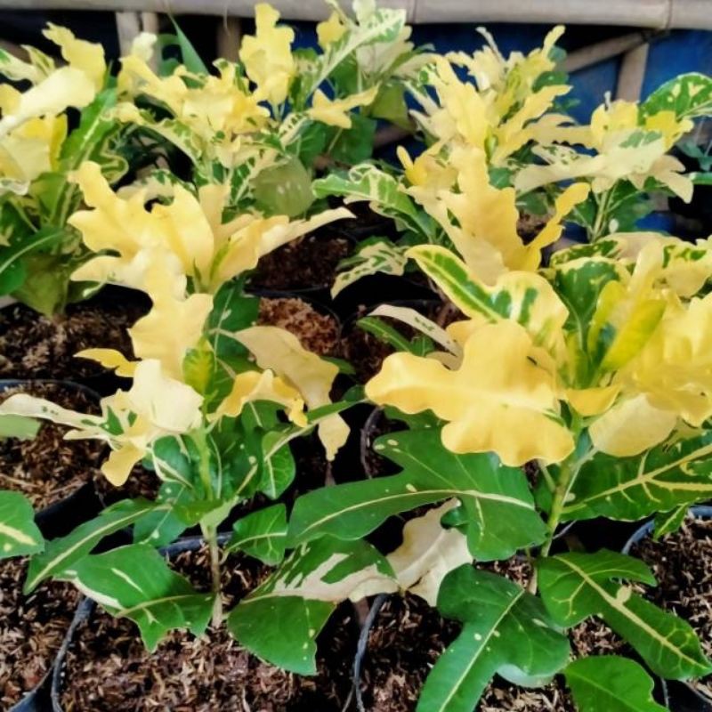 Tanaman Hias Puring Terang Bulan, Puring Terang Bulan, Pohon Puring