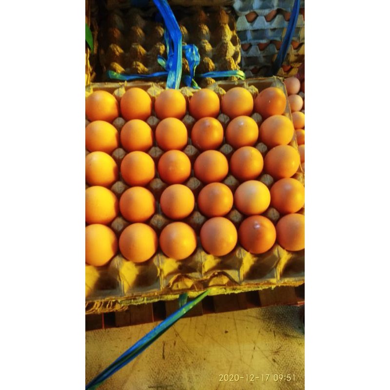 

TELUR AYAM NEGERI BERKUALITAS