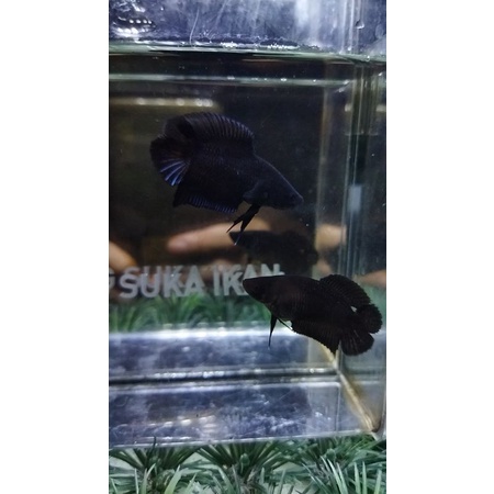 SEPASANG CUPANG DTPK/PKDT BLACK LACE SIAP BREED (DTB2)