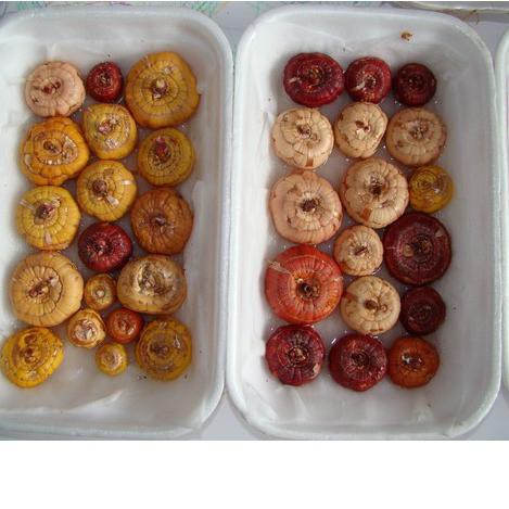 Рб JR025 Ļи Umbi Bibit Bunga Gladiol Mix ĻбббРи