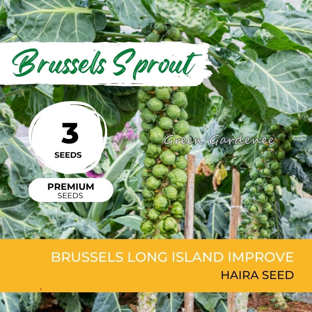Biji Benih BIbit Brussels Sprout  Repack Haira Seed atau Horti Tops Belanda - Brussel Sprout  Brusel Sprout  Bibit Tanaman Sayuran Kol Mini  Kol Muda  Kubis Muda