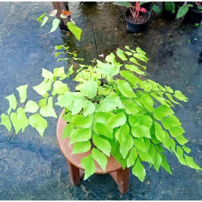 Tanaman hias suplir gajah - pohon suplir gajah - Tanaman Hias hidup pakis - bibit tanaman suplir