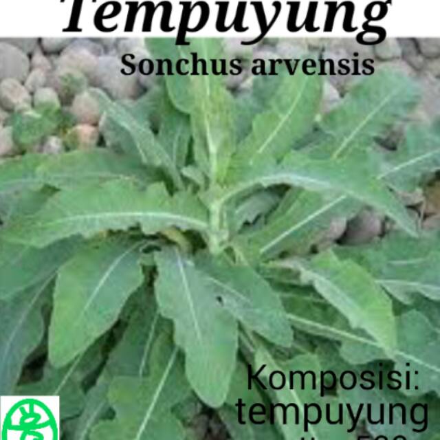 

Tempuyung bubuk 500g - Kirana