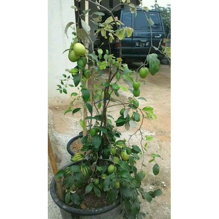 Bibit Apel Putsa, apel India, apel Impor, apel Hijau_bibit buah_bibit tanaman-3
