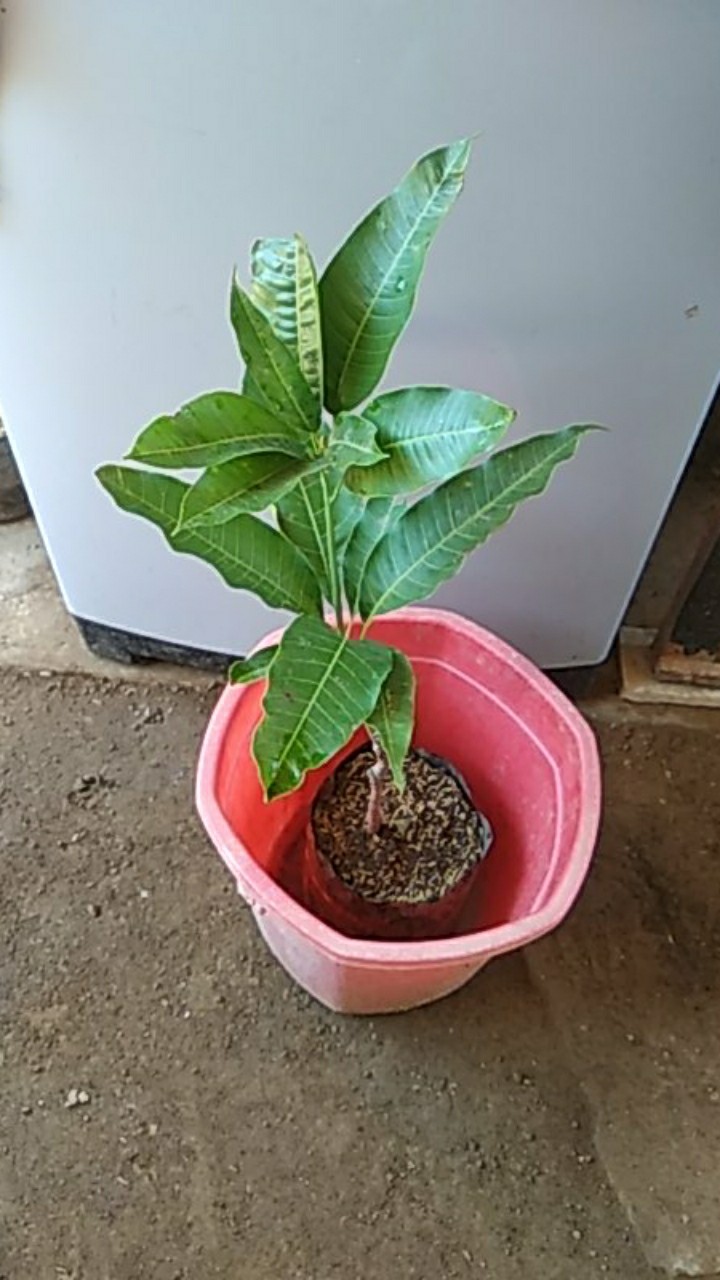 Bibit Buah Mangga Chokanan