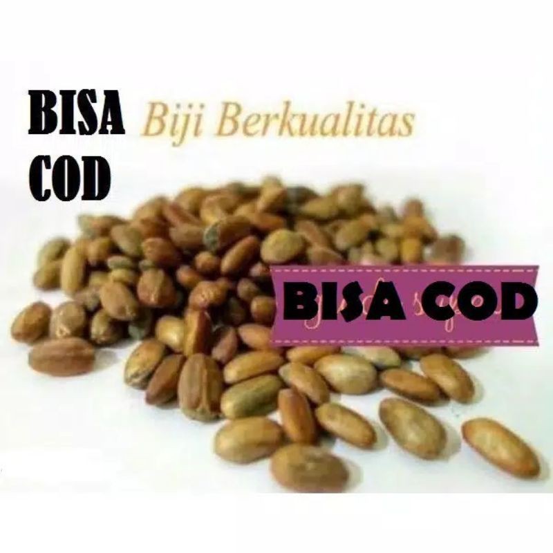 KACANG DEWA / KACANG POLOKYO / KACANG DIET