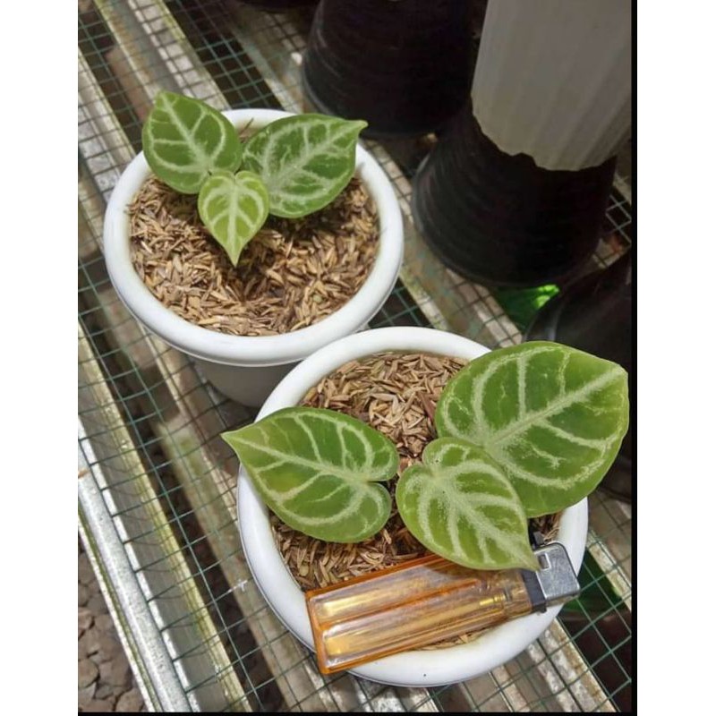 tanaman kuping gajah dorayaki