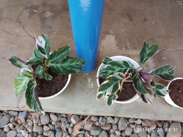 Tanaman Calathea White Fusion Multicolor