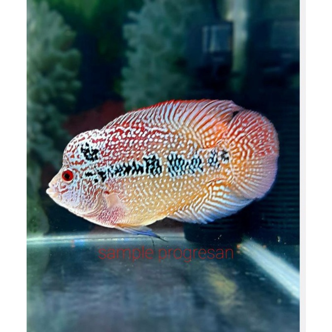 burayak ikan louhan cencu GRADE size 2-3cm