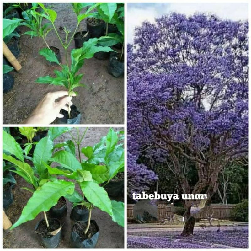 Bibit bunga tabibuya warna ungu 60 cm (Beli 10 gratis 1)