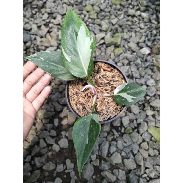 philodendron white princess