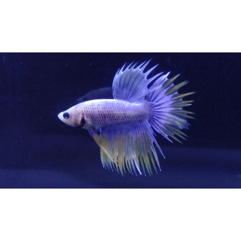 ikan cupang hias crowntail serit #CT09