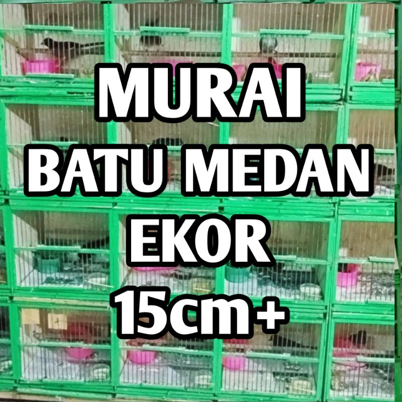 Burung Murai Batu Medan Muda hutan Jantan 100% non gembung