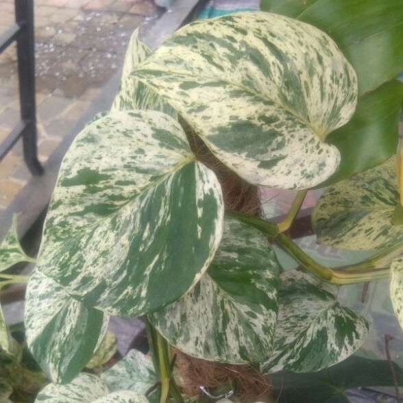 tanaman hias sirih belanda