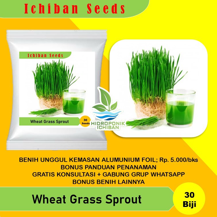 Benih Bibit Biji Wheat Grass Microgreen Rumput Gandum Kemasan Alumunium Foil