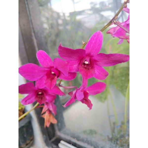 Anggrek spesies Dendrobium Bantimurung / Bantimurum Dewasa