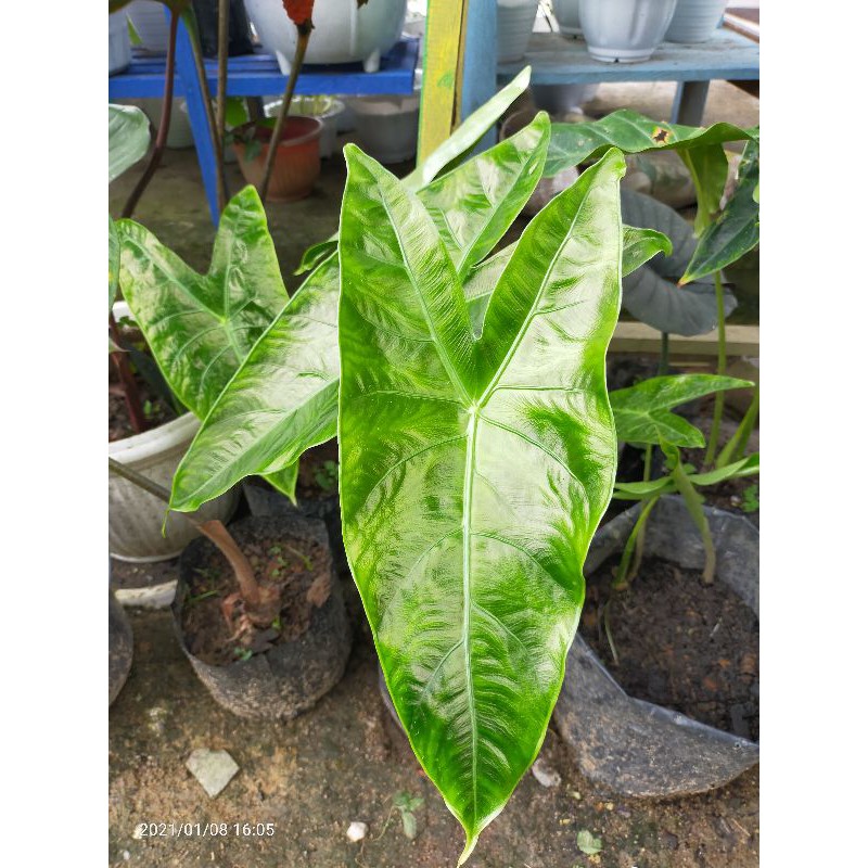 zebrina borneo motif (bonggol alocasia zebrina)