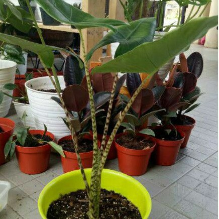 alokasia zebrina remaja import