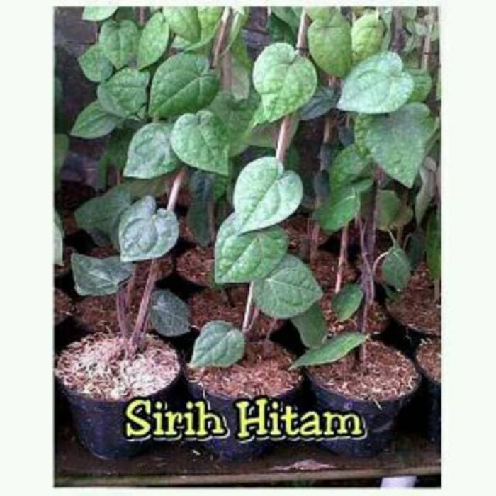 Tanaman Sirih Hitam