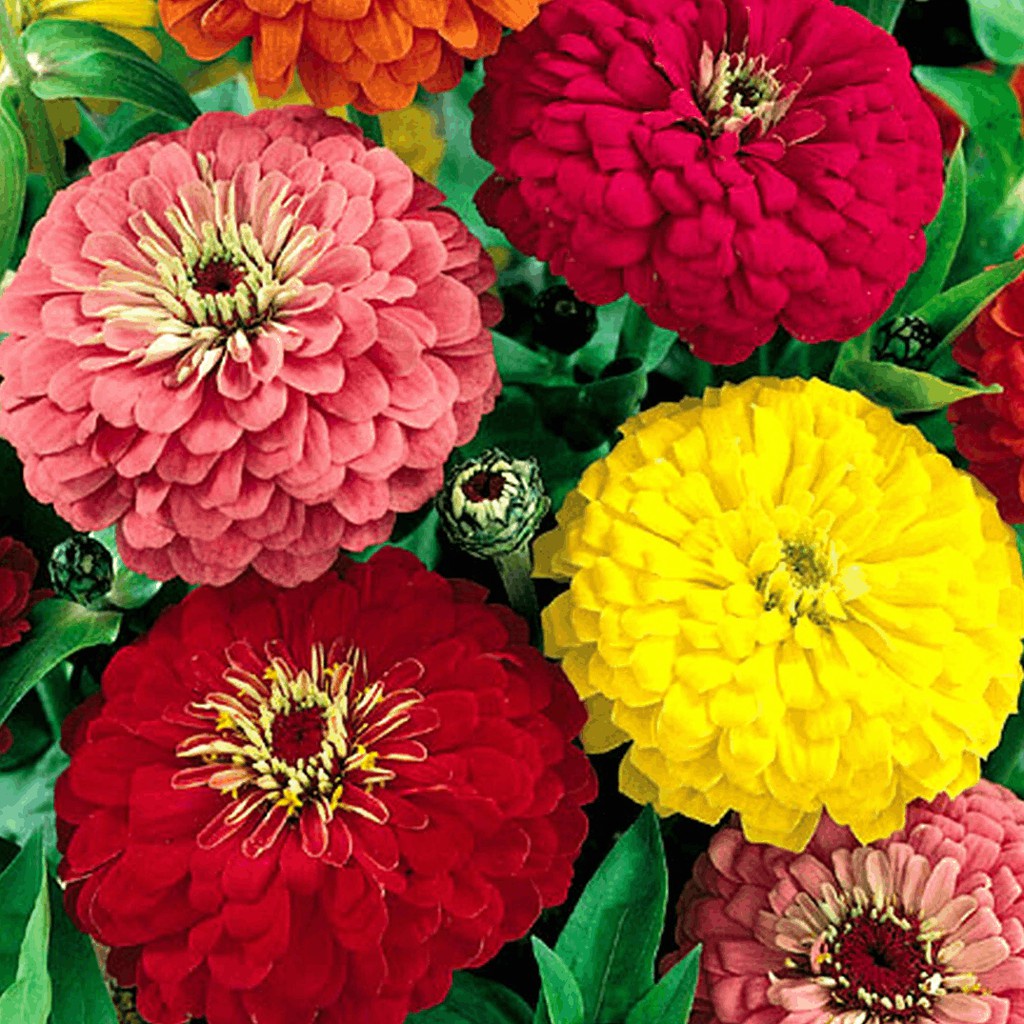 5 Benih Zinnia Elegans Mix Bibit Bunga Zinnia Liliput Tumpuk Mixed Dahlia Kembang Kertas Unggul