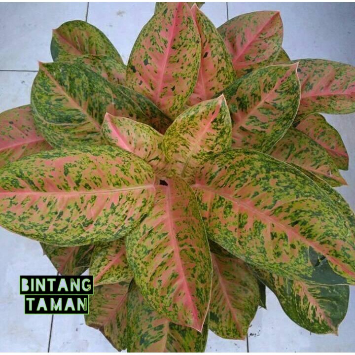 Aglonema big roy/lulaiwan dewasa