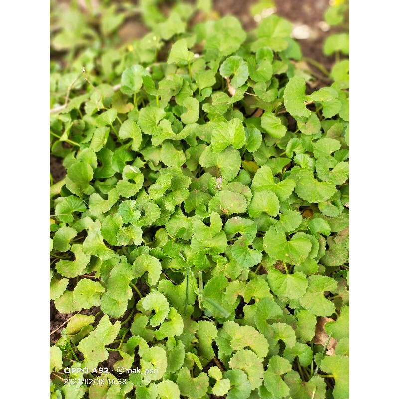 

Bibit Daun Pegagan, Pane Gowang