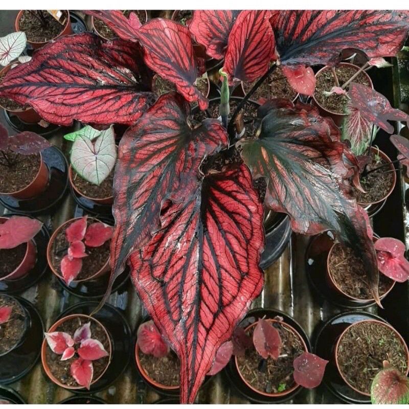 Umbi Caladium red stone - keladi hias hybrid import