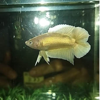 IKAN CUPANG PLAKAT DOUBLE TAIL/PKDT/DTPK SOFT GOLD 100% REALPICT (KODE AO1)