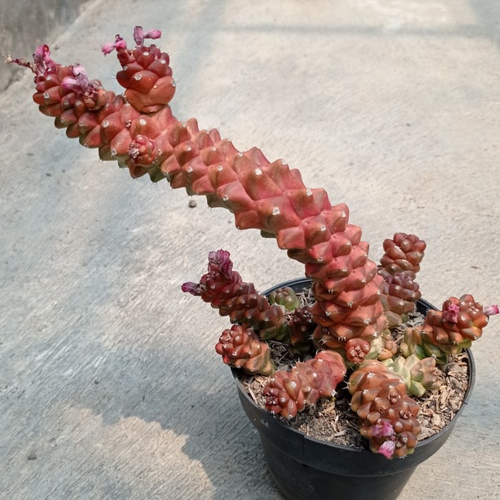 euphorbia monadenium ritchiei variegata