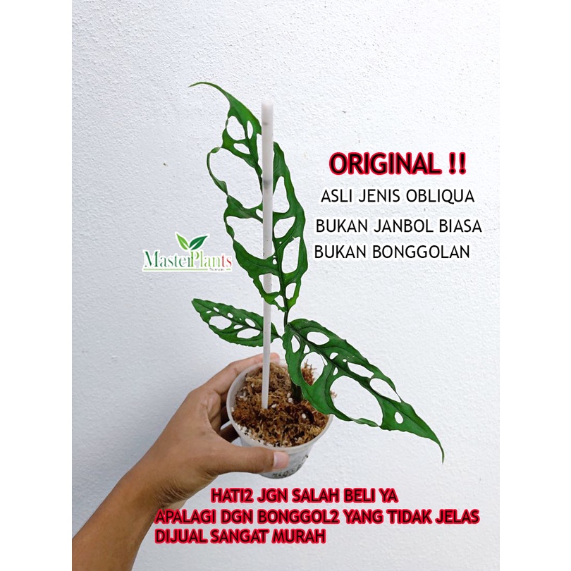 Monstera Obliqua Peru Asli / Monstera Obliqua Original