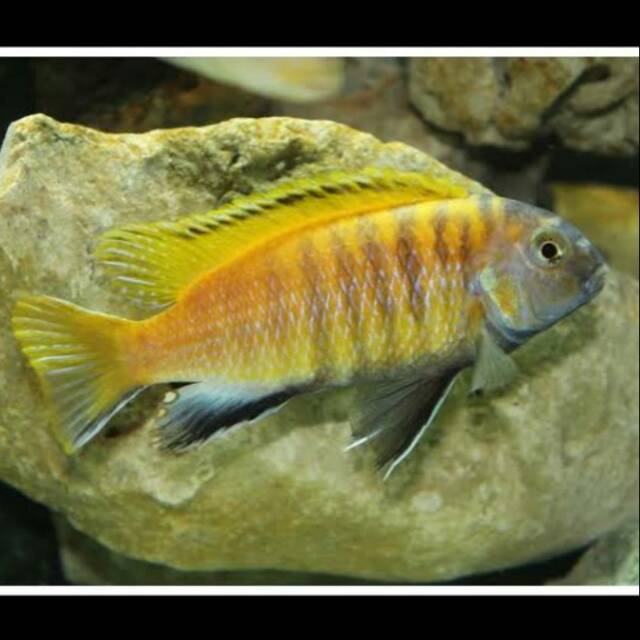 Tropheops Red Fin Sp Malawi Mbuna Cichlid