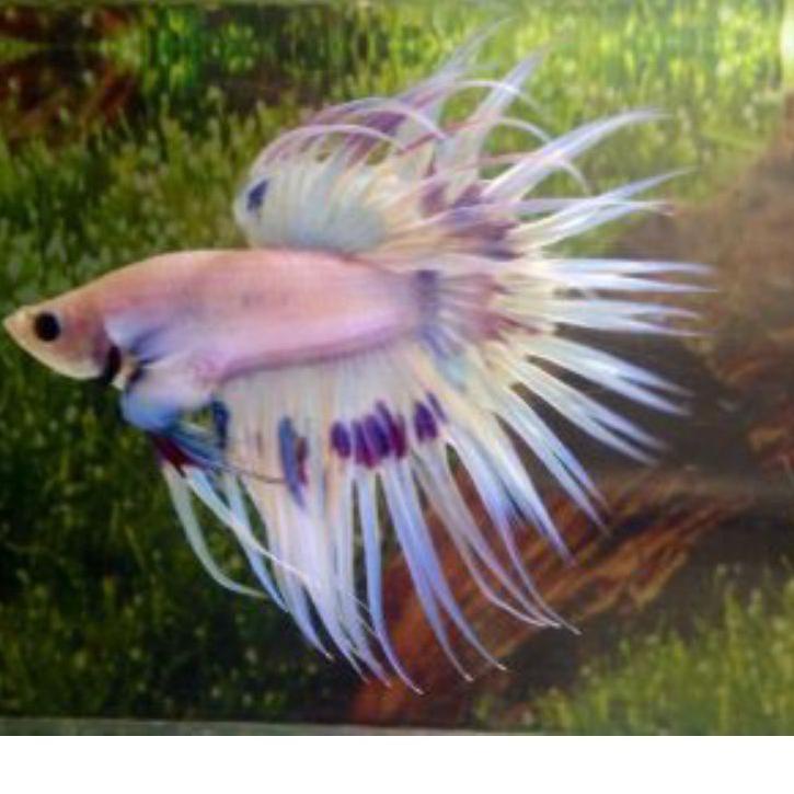 

オ HALMON FANCY BETTA OUCTION ☟