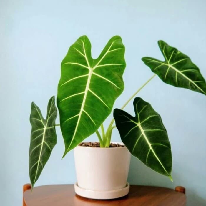 Tanaman Hias Keladi Neon / Keladi Neon Brazilia