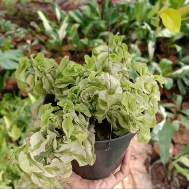 Tanaman hias hoya curly - patah tulang - tanaman gantung