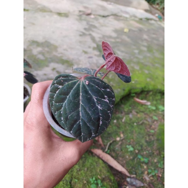 Sirih wulung