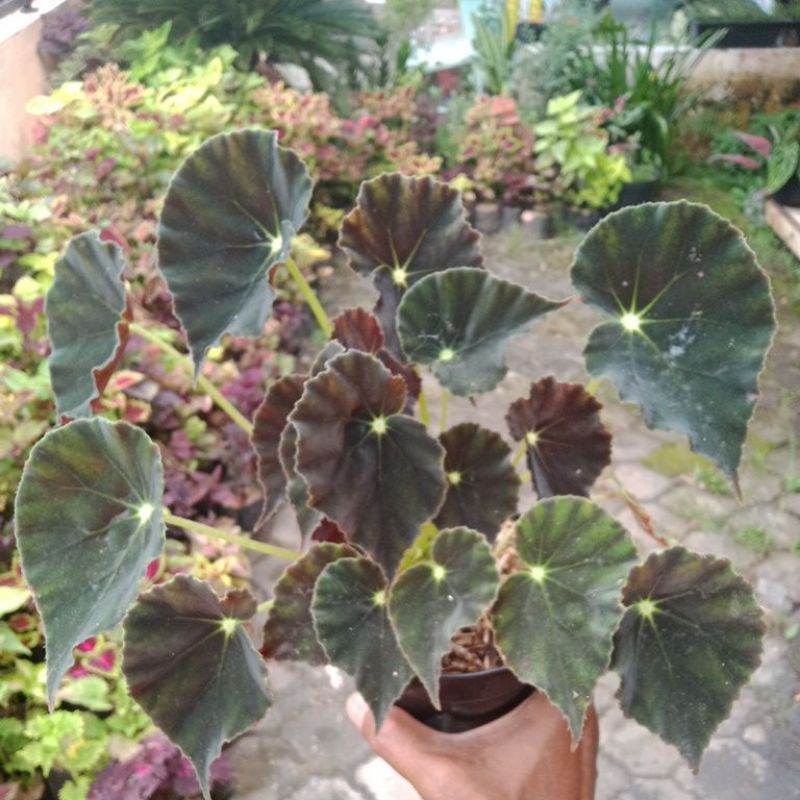 BEGONIA TIGER